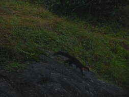 Image of Nilgiri Marten