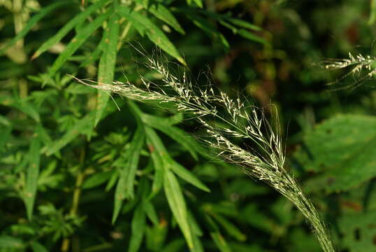 Image of Muhlenbergia huegelii Trin.