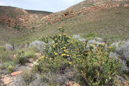 Image of Leucospermum utriculosum Rourke