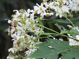 Image de Montanoa hibiscifolia (Benth.) C. Koch