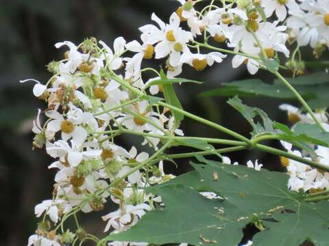 Image de Montanoa hibiscifolia (Benth.) C. Koch