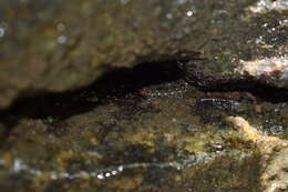 Image of Cumberland Dusky Salamander