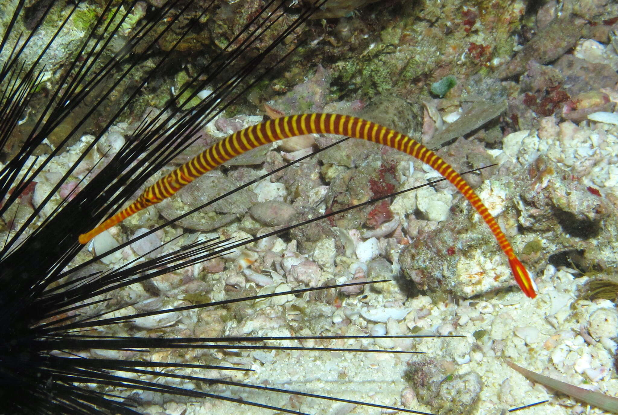 Image of Yellow banded pipefish