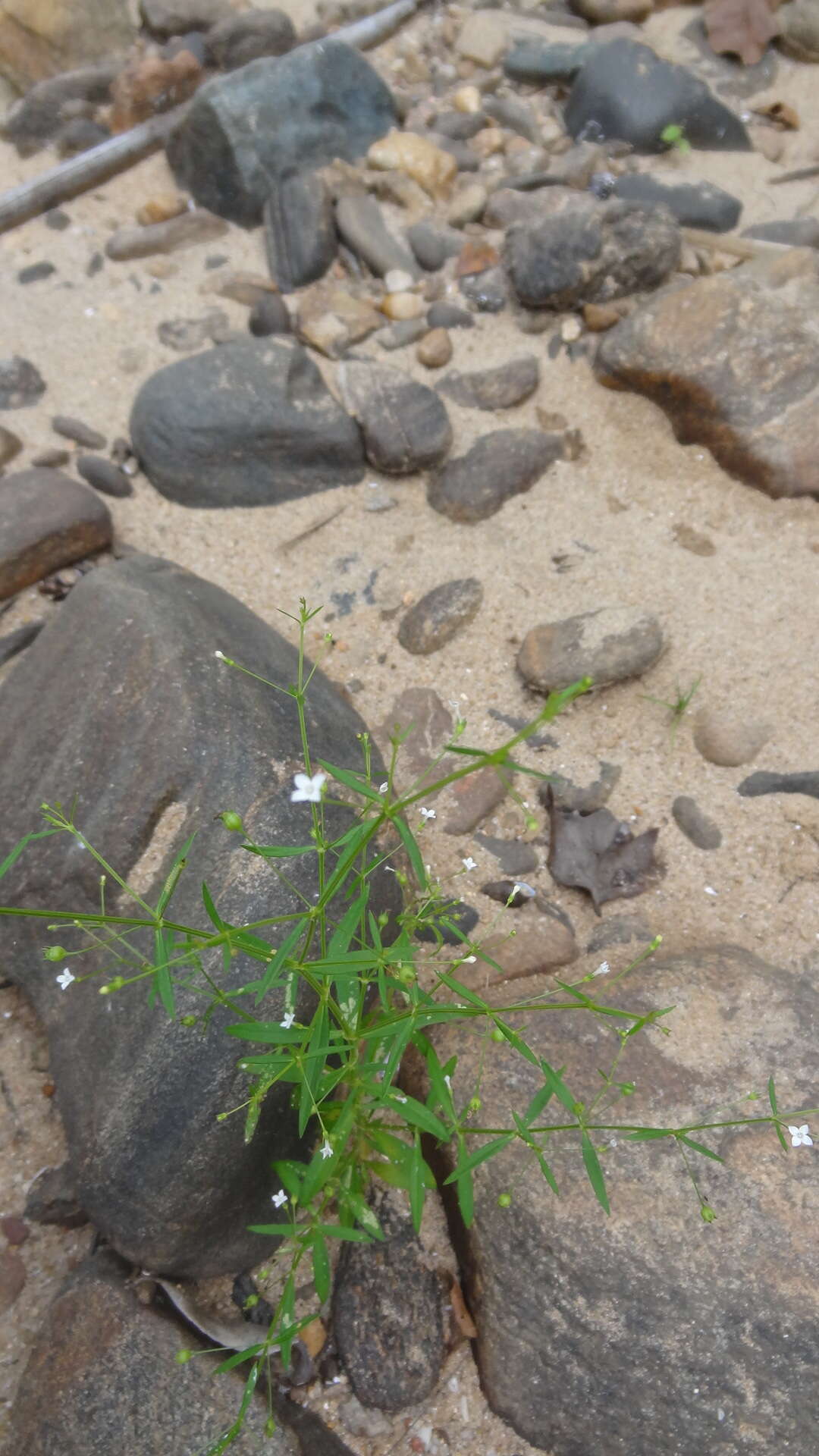 Sivun Oldenlandia herbacea (L.) Roxb. kuva