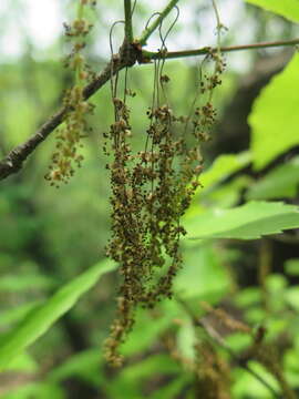 Imagem de Quercus serrata subsp. serrata