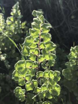 Sivun Adiantum thalictroides var. hirsutum (Hook. & Grev.) Sota kuva