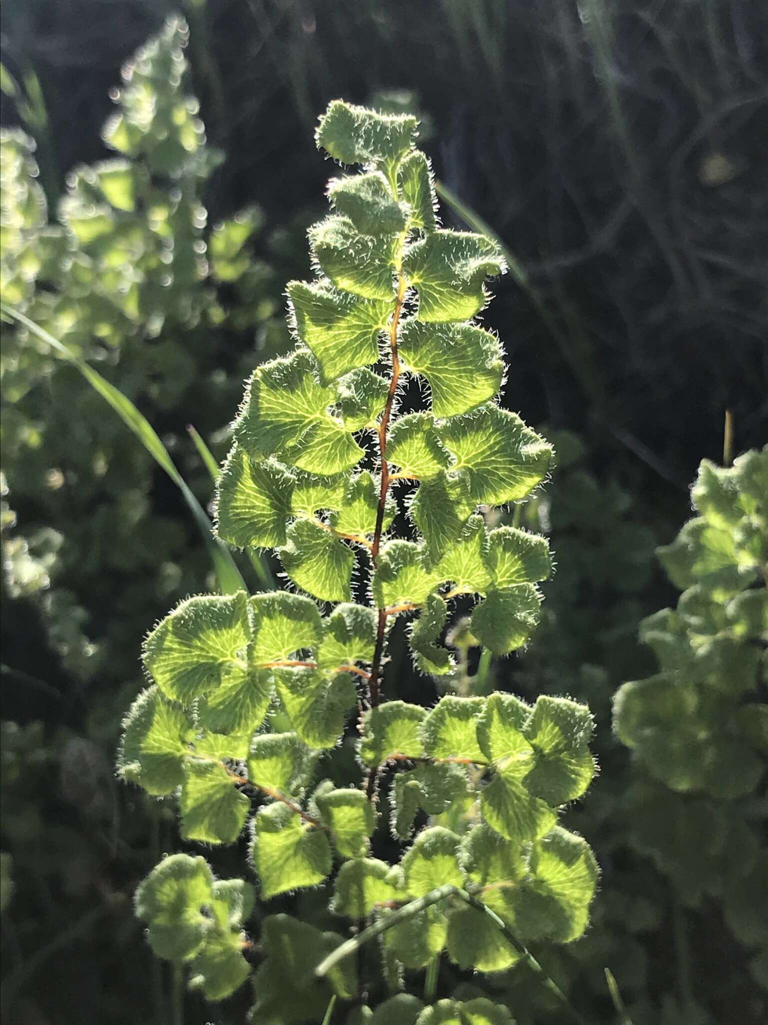 Image of Adiantum thalictroides var. hirsutum (Hook. & Grev.) Sota