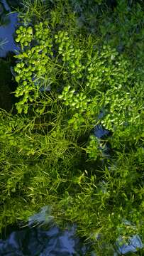 Image of twoheaded water-starwort