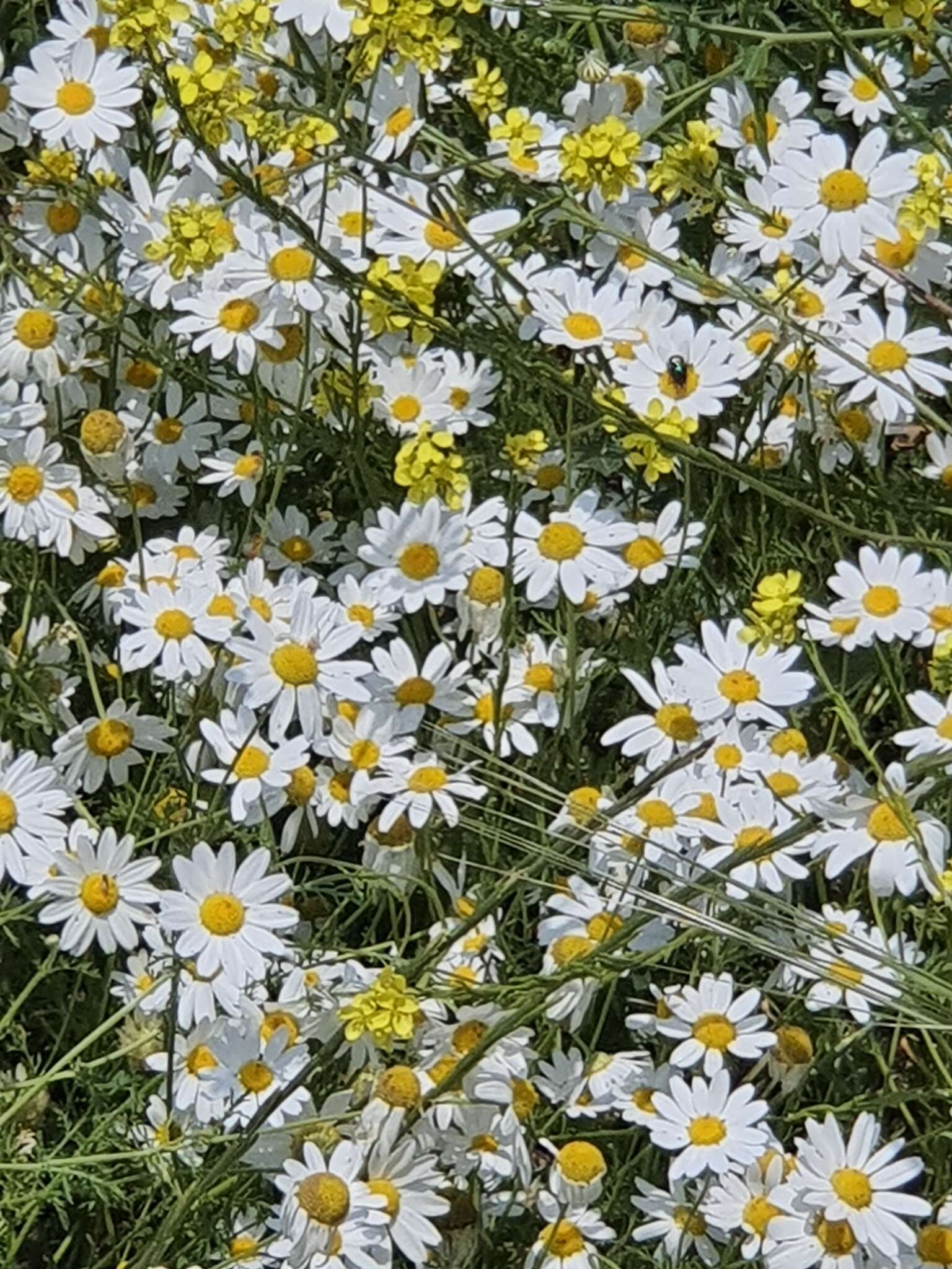 Image of Anthemis pseudocotula Boiss.