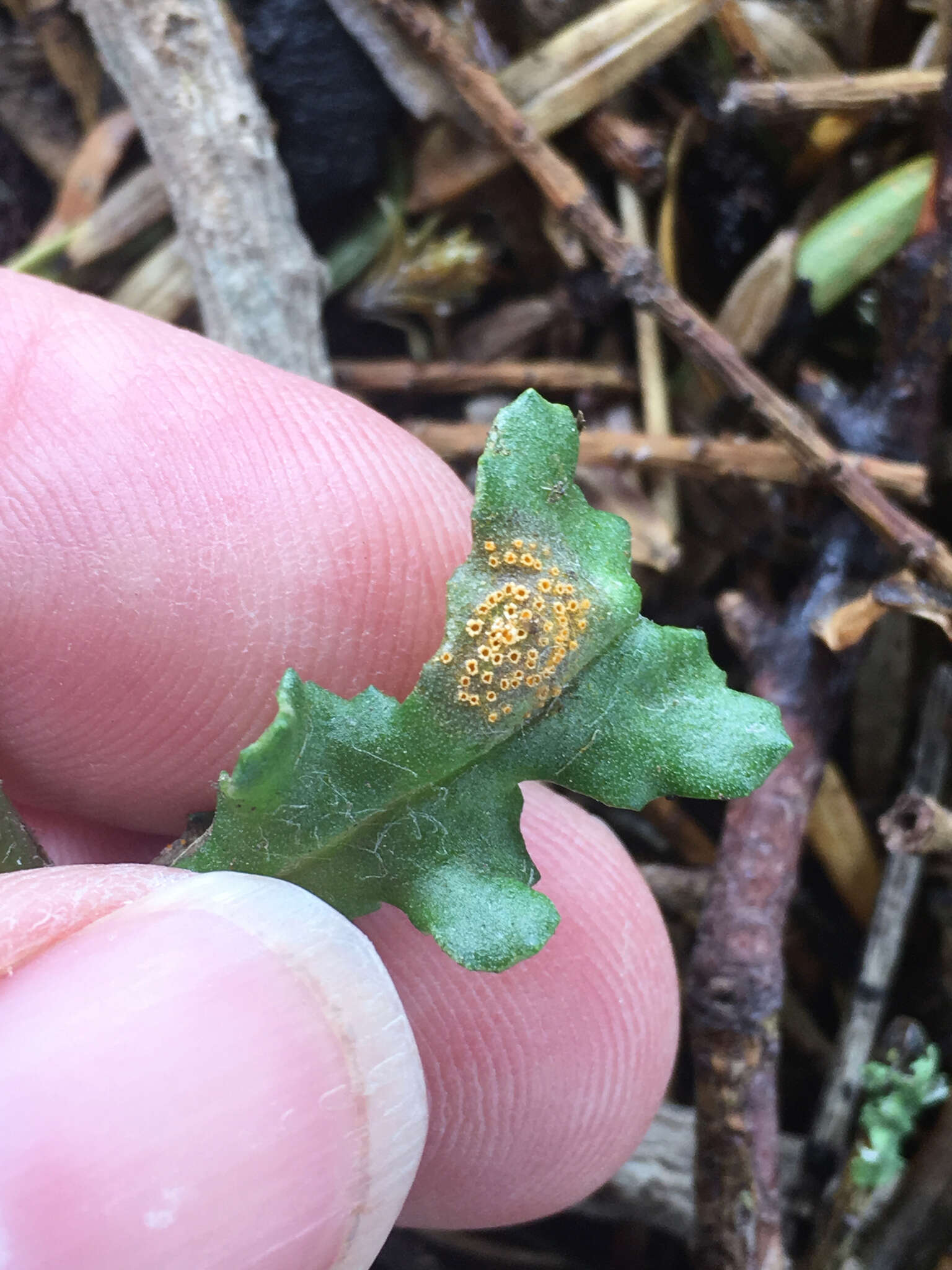 Image of Puccinia lagenophorae Cooke 1884