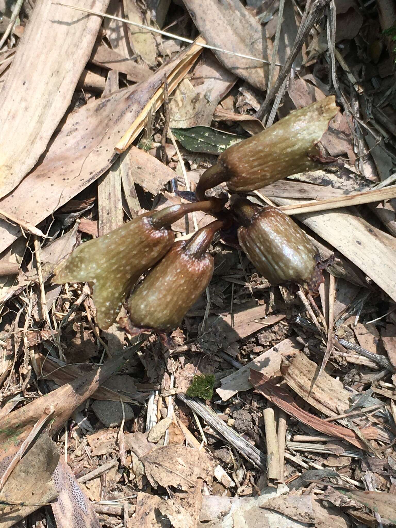 Image of Gastrodia fontinalis T. P. Lin