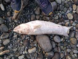 Image of pink cusk-eel