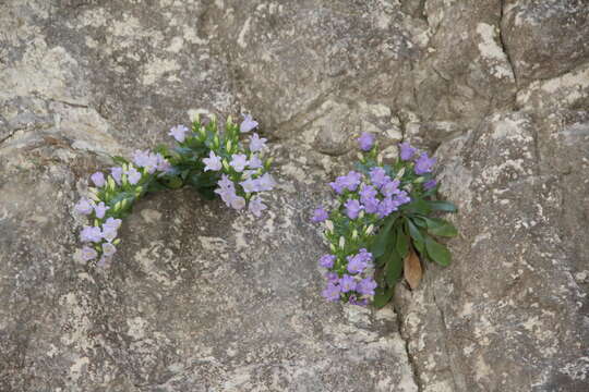 Image of Campanula mirabilis Albov