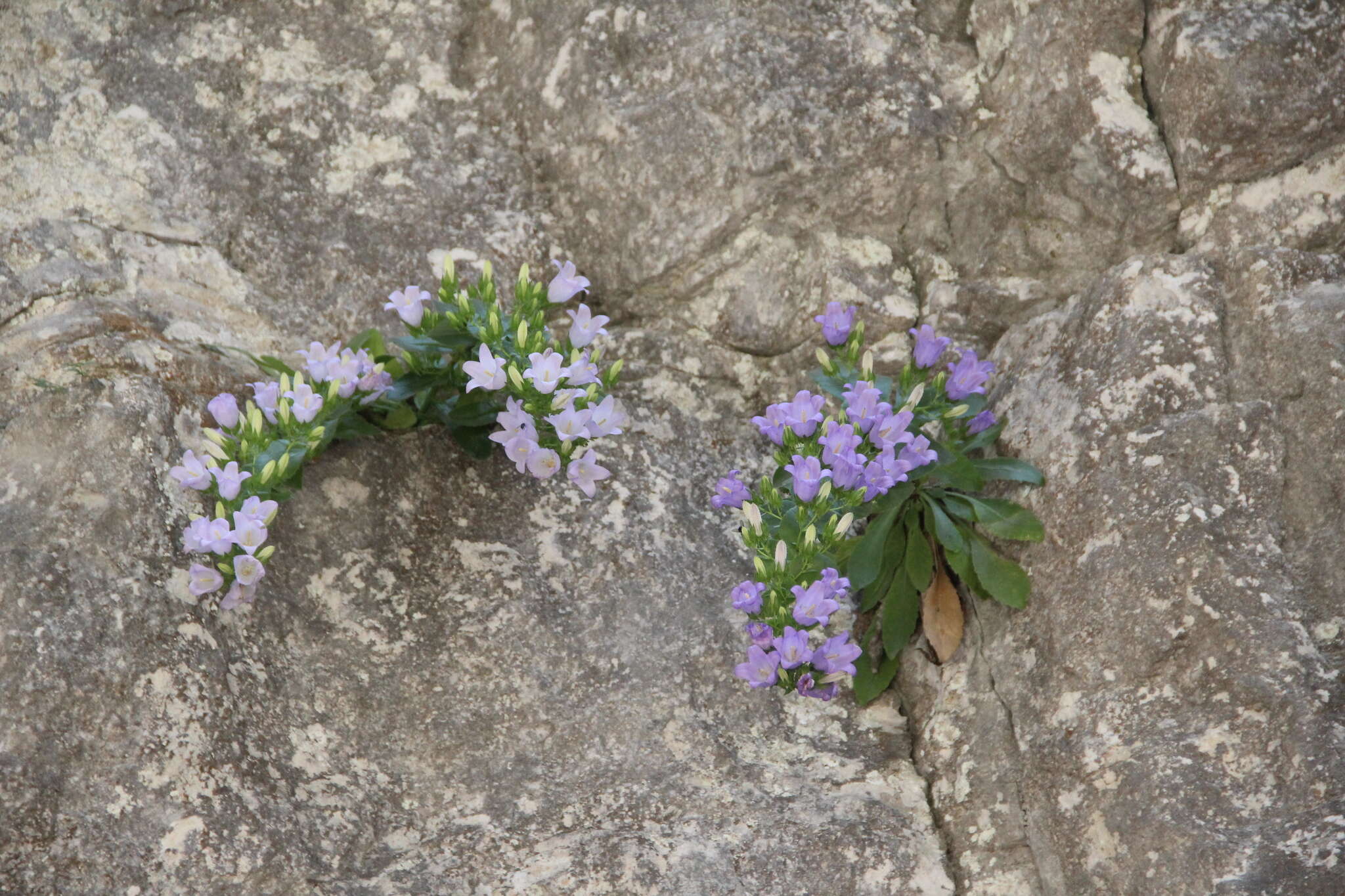 Image of Campanula mirabilis Albov