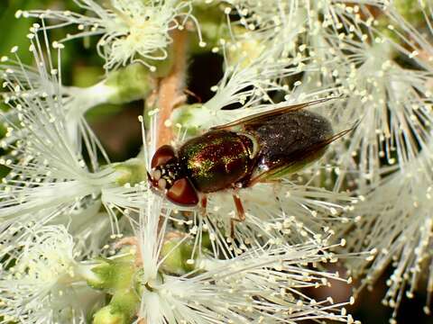 Image de Odontomyia decipiens (Guerin-Meneville 1838)