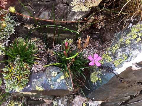 صورة Dianthus glacialis Haenke