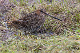 Image de Gallinago gallinago faeroeensis (Brehm & CL 1831)