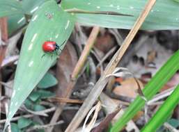 Image of <i>Podagricomela nigricollis</i>