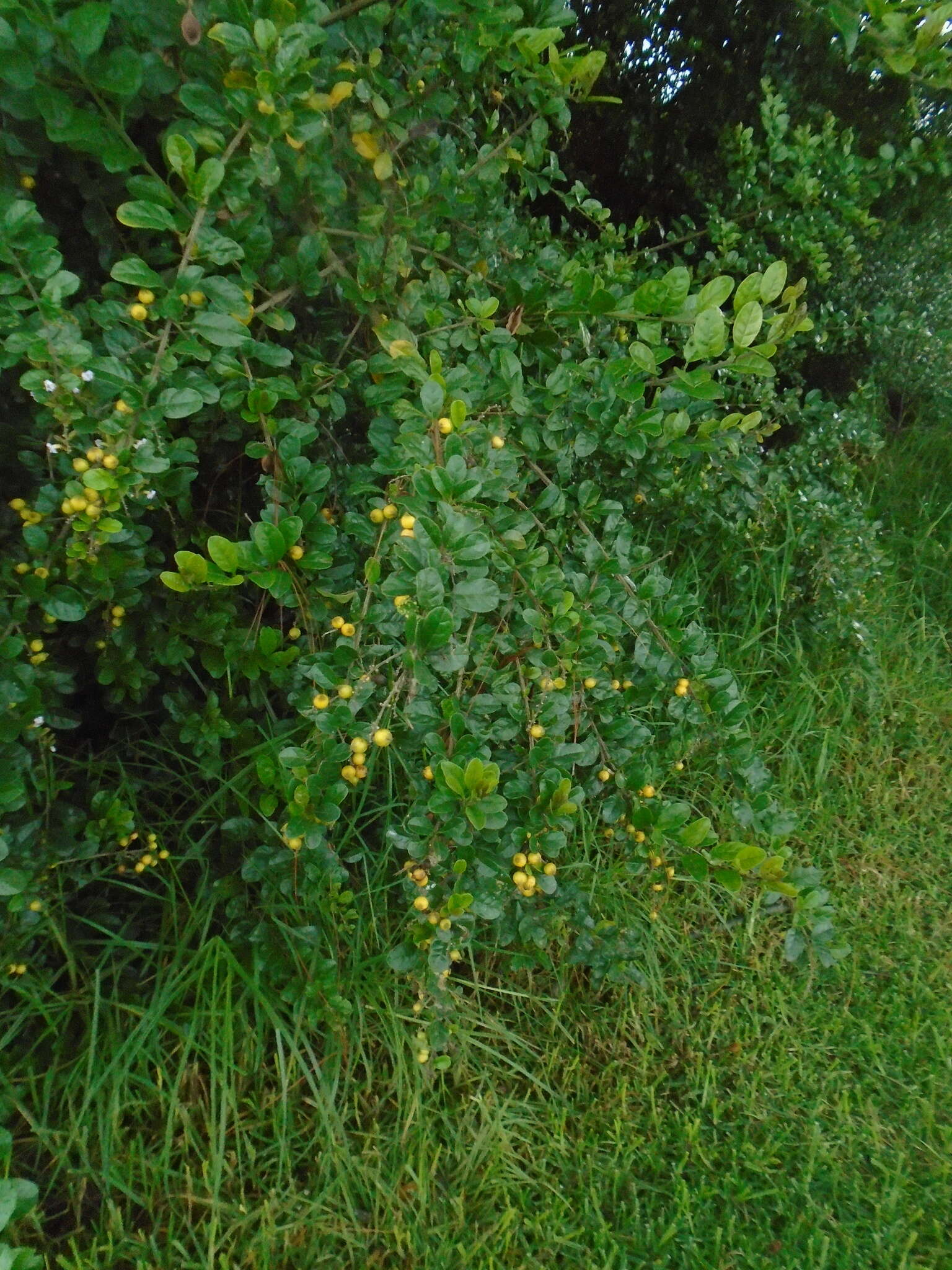 Duranta mutisii L. fil. resmi