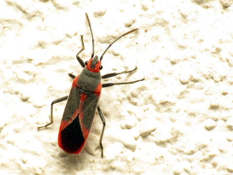 صورة Caenocoris nerii (Germar & E. F. 1847)