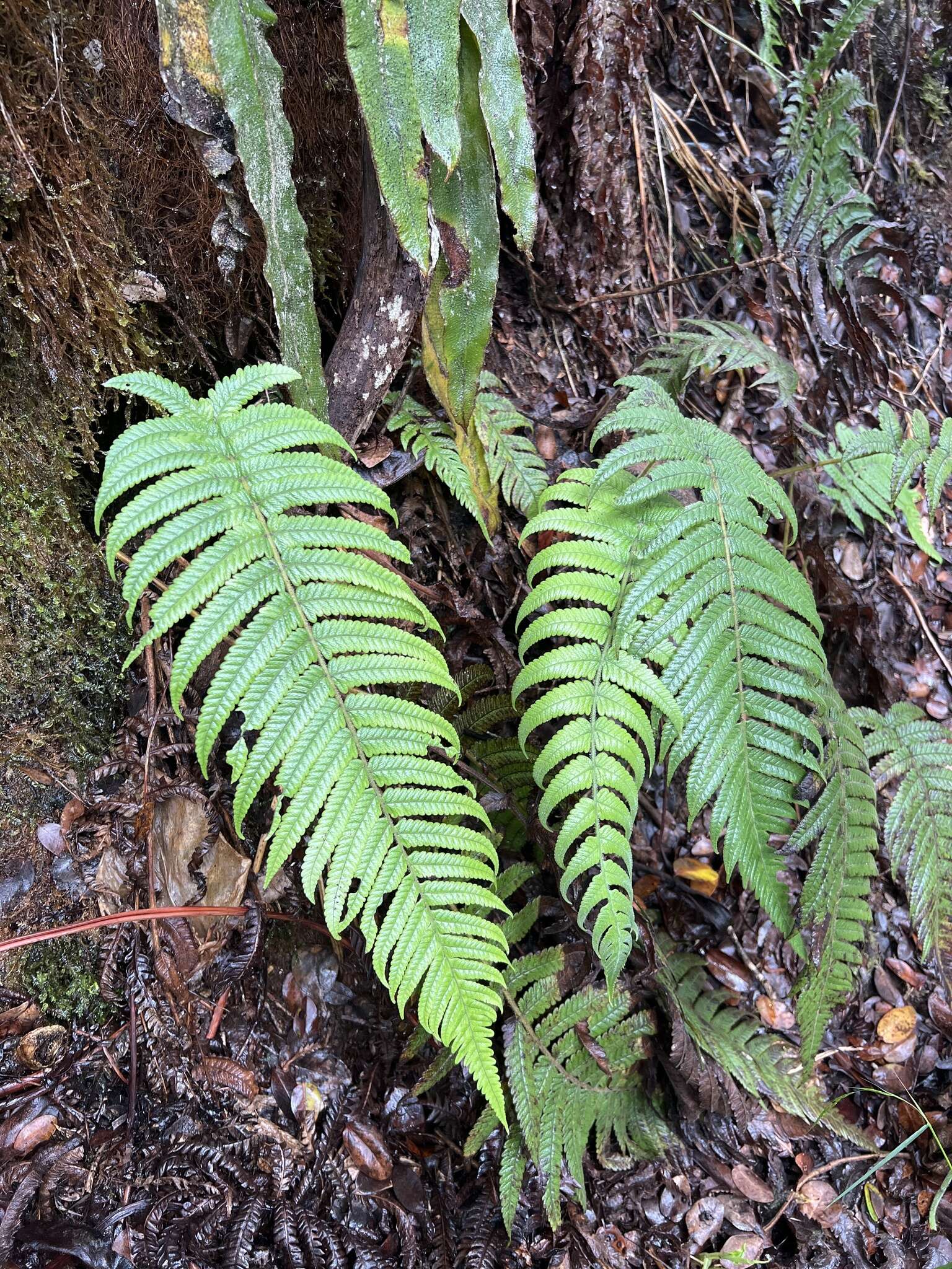 Image of Hoiokula sandwicensis (Brack.) S. E. Fawc. & A. R. Sm.