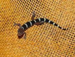 Image of Black Banded Gecko