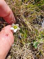 Gentianella filipes (Cheeseman) T. N. Ho & S. W. Liu resmi