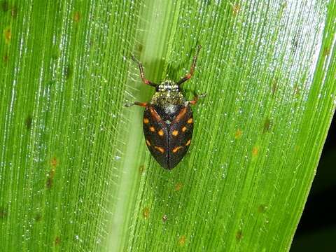 Image of Mahanarva (Mahanarva) costaricensis (Distant 1879)