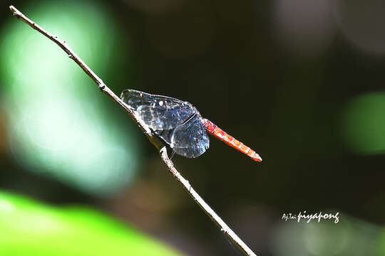 Image of Lyriothemis cleis Brauer 1868