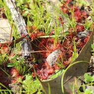 Image of <i>Drosera burmanni</i>