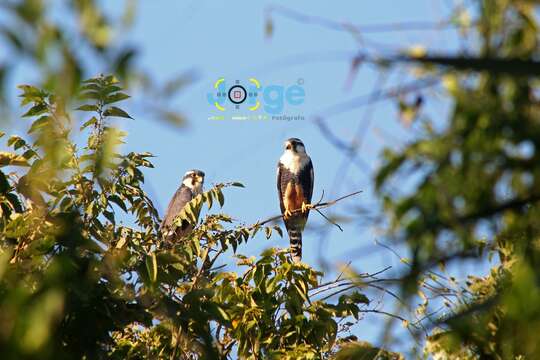 Image of Aplomado Falcon