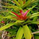 Image of Neoregelia mcwilliamsii L. B. Sm.