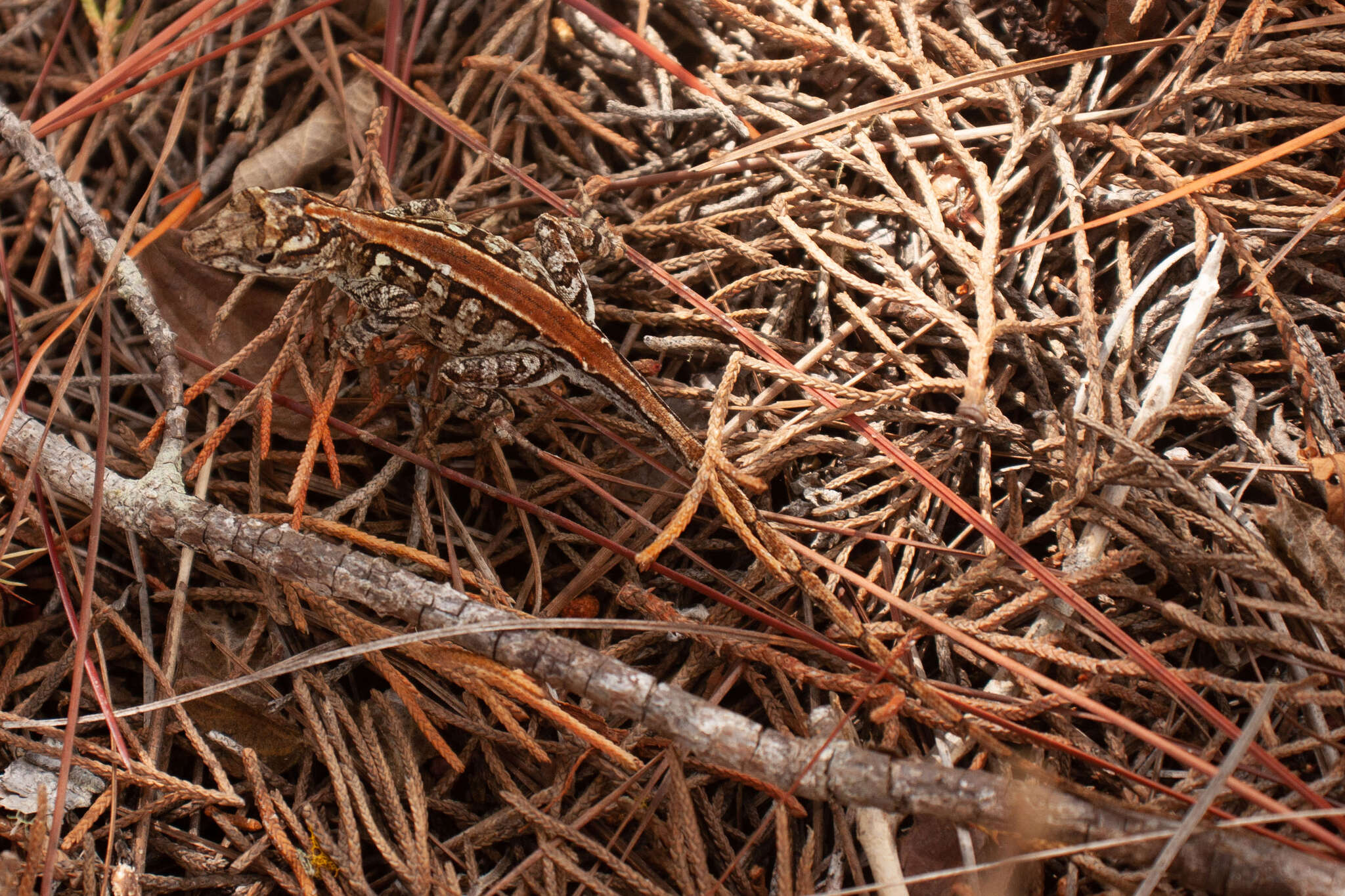 Image of Armour's Anole