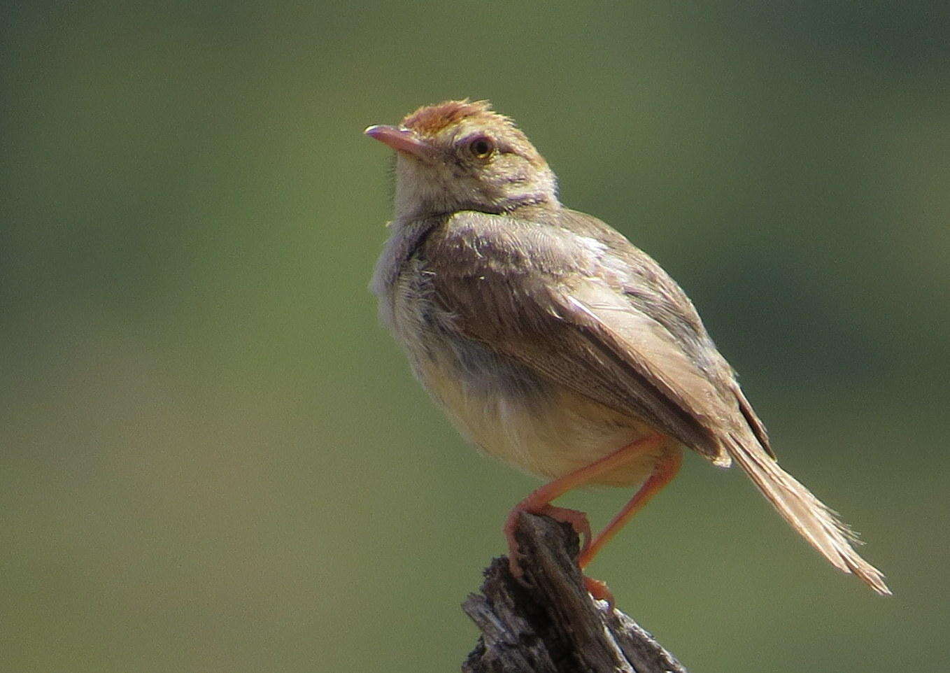 Image of Cisticola fulvicapilla dexter Clancey 1971