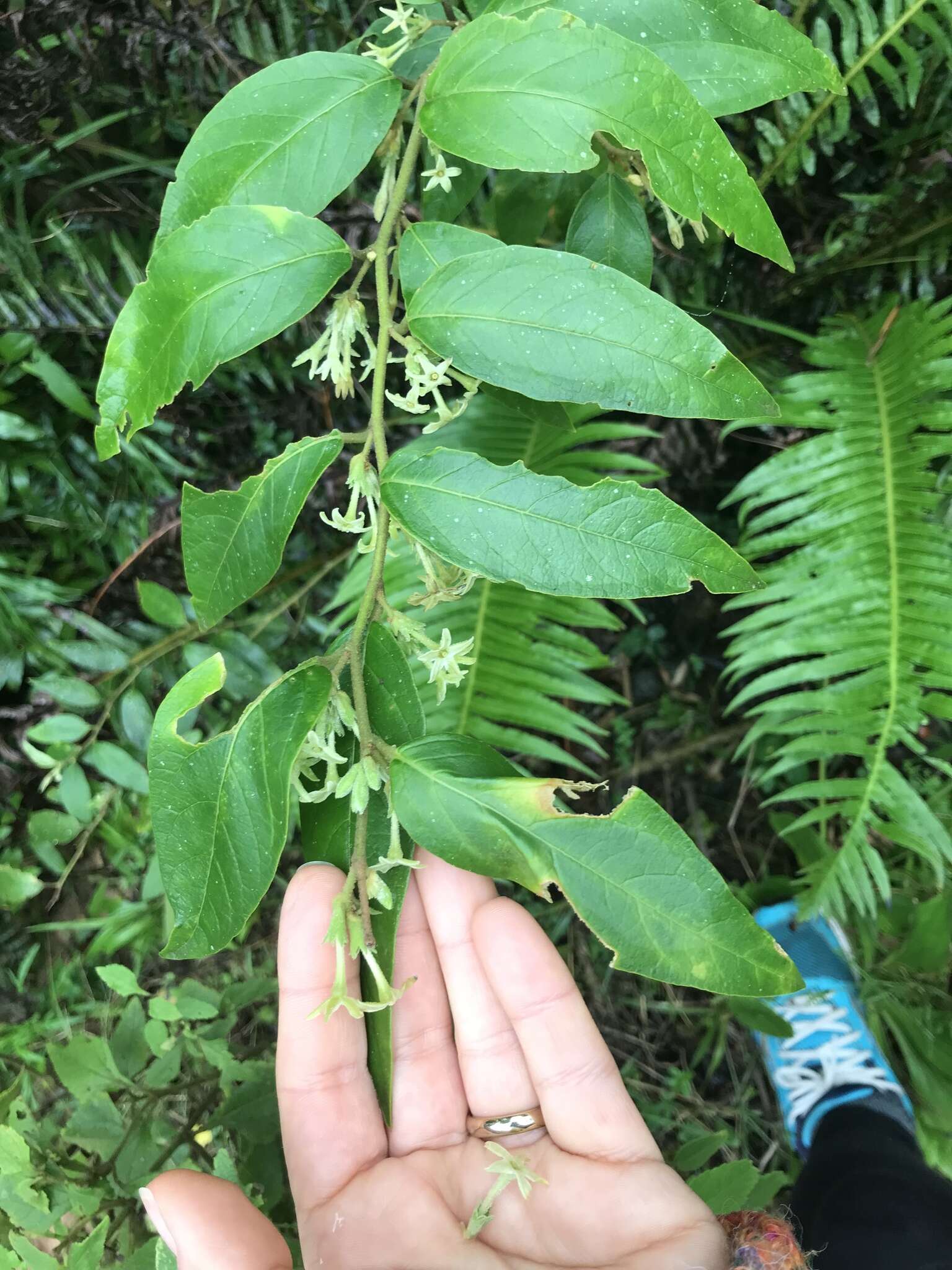 Image of Cestrum strigillatum Ruiz & Pav.