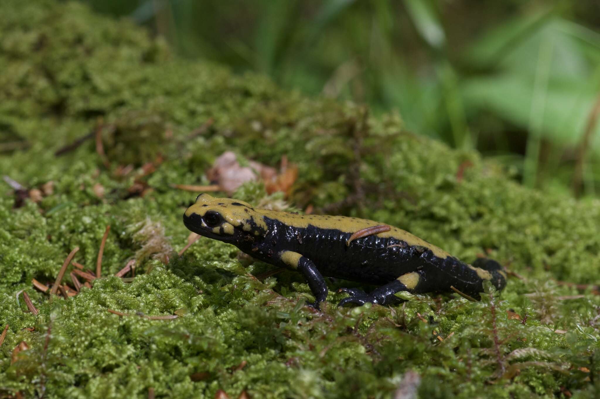 Image de salamandre noire