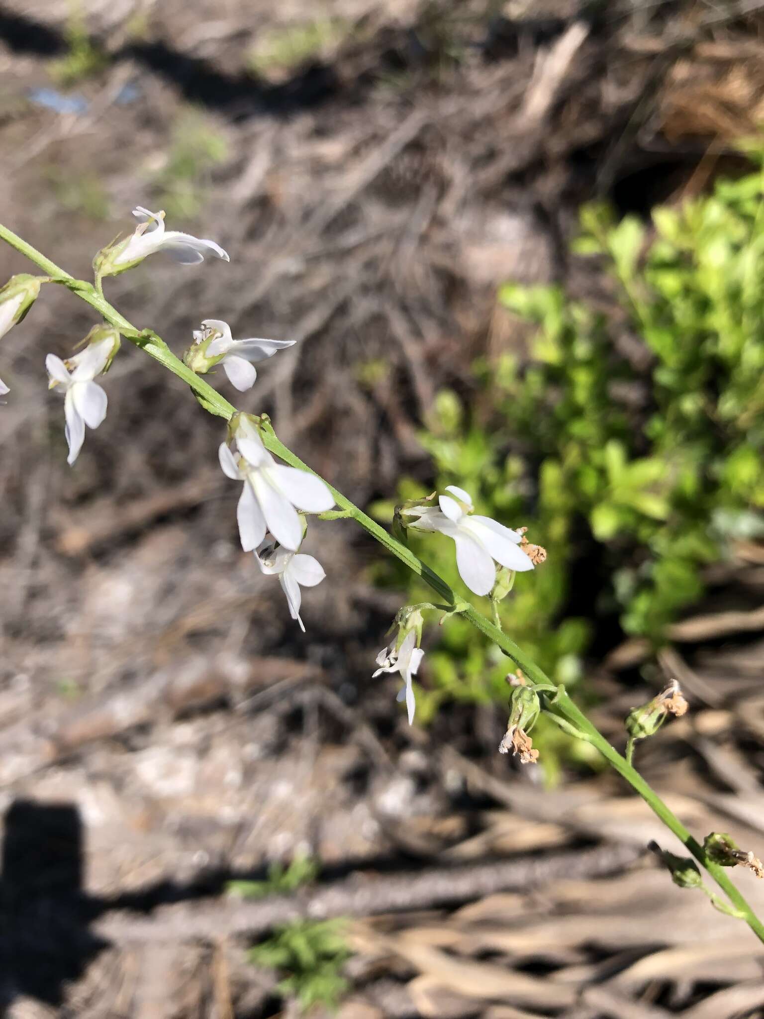 Image of pale lobelia