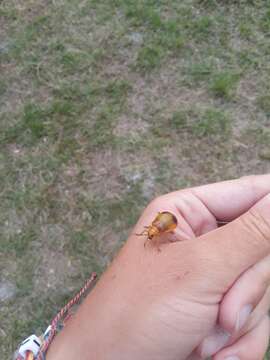 Image of Larger Elm Leaf Beetle