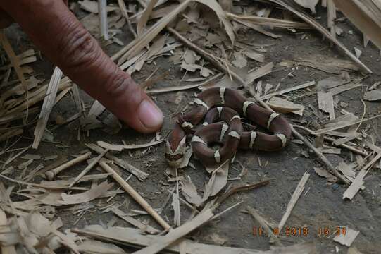 Image of Brown Kukri Snake