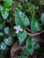 Sivun Persicaria pilushanensis (Y. C. Liu & C. H. Ou) C. F. Kuo ex T. C. Hsu & S. W. Chung kuva