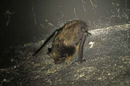 Image of Northern Bat