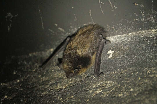 Image of Northern Bat