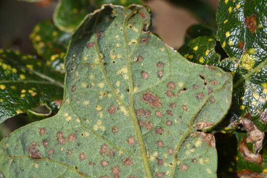 Phylloxera glabra (von Heyden 1837)的圖片