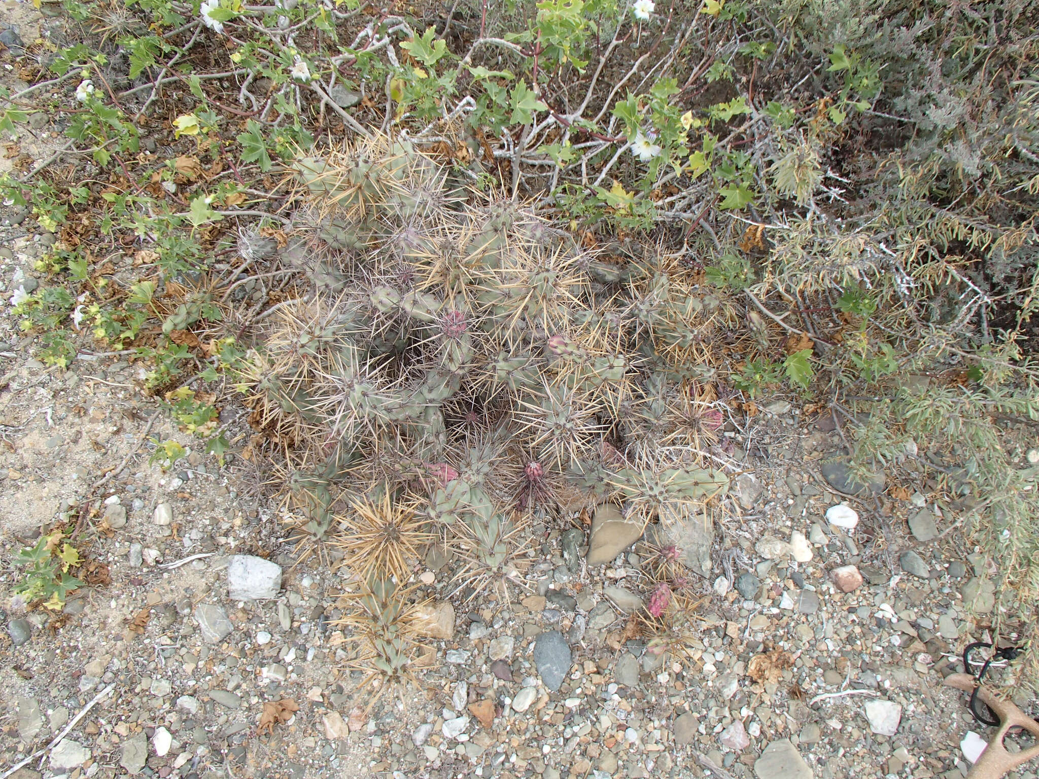 Image of Cylindropuntia cedrosensis Rebman