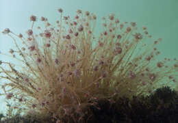 Image of pinkmouth hydroid