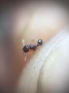 Image of Ant