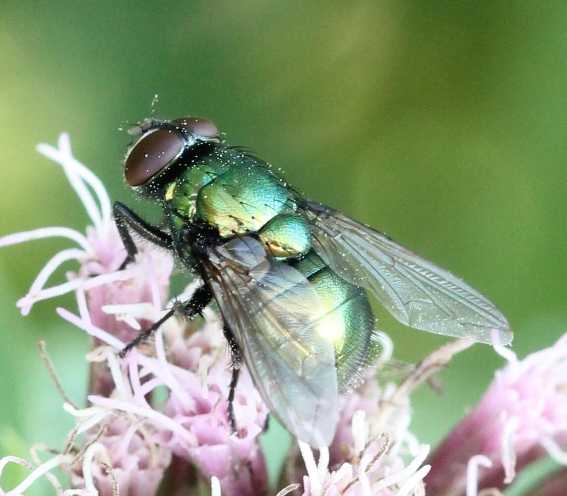 Image of Neomyia viridescens (Robineau-Desvoidy 1830)