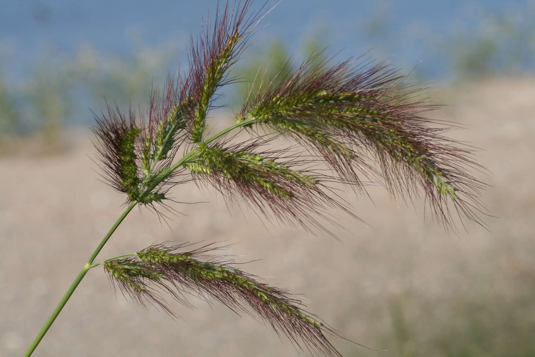 Image of Long-Awn Cock's-Spur Grass