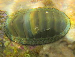 Image of blue green chiton