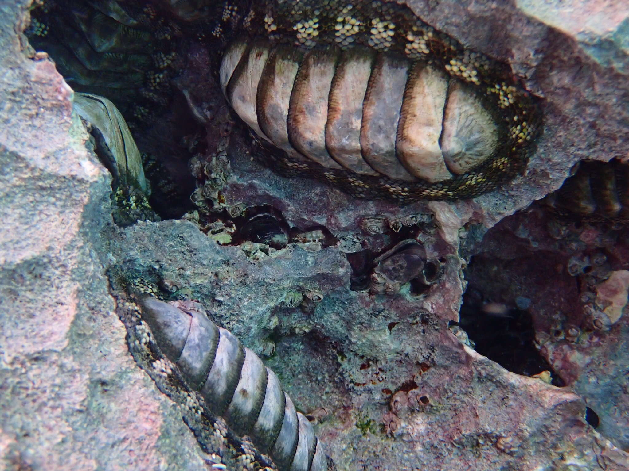 Image of West Indian green chiton